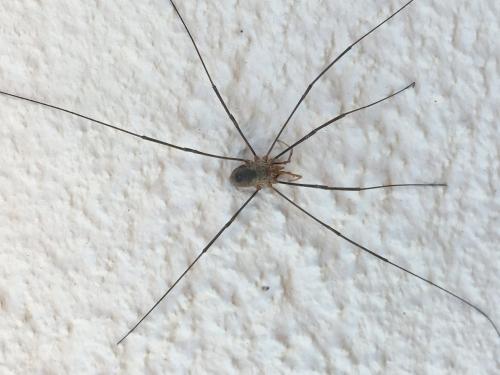 Phalangium opilio